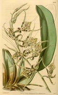 Vintage Victorian Retro Biological Flowers 433890 A4 Photo Print
