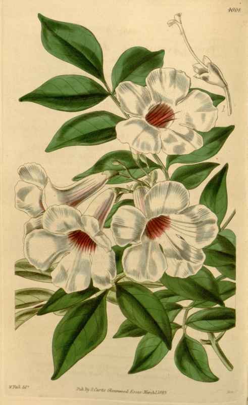 Vintage Victorian Retro Biological Flowers 433893 A4 Photo Print