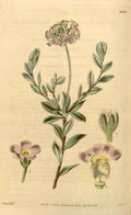 Vintage Victorian Retro Biological Flowers 433896 A4 Photo Print