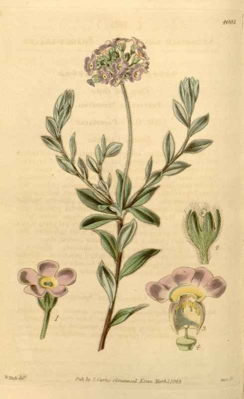 Vintage Victorian Retro Biological Flowers 433896 A4 Photo Print