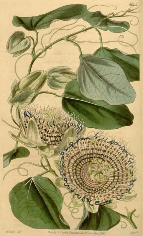 Vintage Victorian Retro Biological Flowers 433908 A4 Photo Print