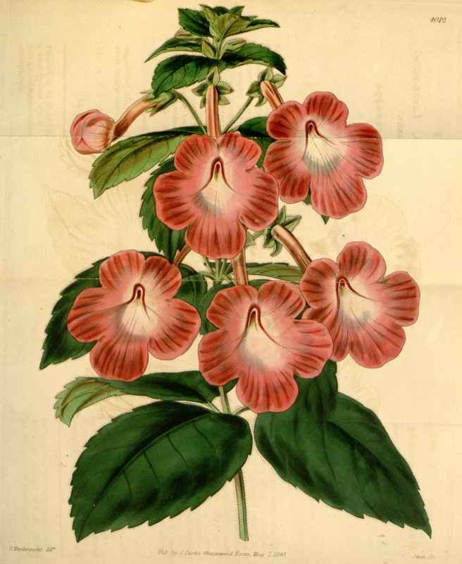 Vintage Victorian Retro Biological Flowers 433917 A4 Photo Print