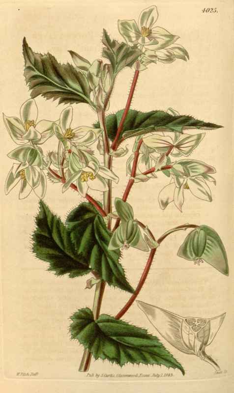 Vintage Victorian Retro Biological Flowers 433955 A4 Photo Print