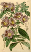 Vintage Victorian Retro Biological Flowers 433958 A4 Photo Print