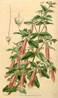 Vintage Victorian Retro Biological Flowers 433967 A4 Photo Print