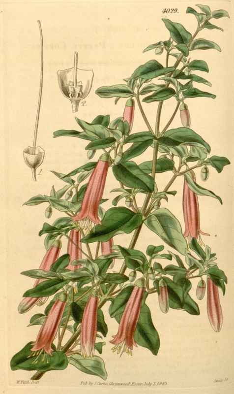 Vintage Victorian Retro Biological Flowers 433967 A4 Photo Print
