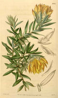 Vintage Victorian Retro Biological Flowers 433982 A4 Photo Print