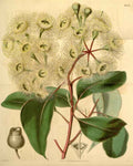 Vintage Victorian Retro Biological Flowers 433988 A4 Photo Print