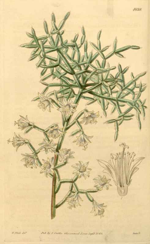 Vintage Victorian Retro Biological Flowers 433999 A4 Photo Print