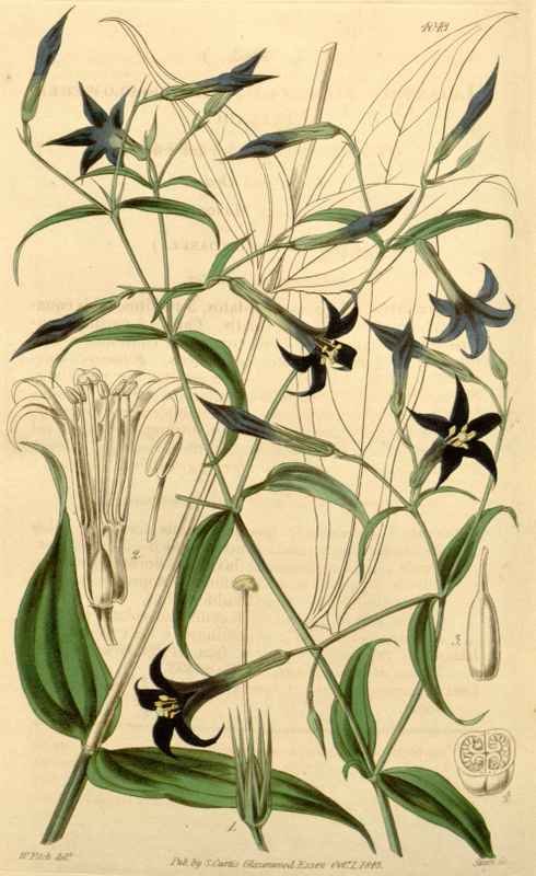Vintage Victorian Retro Biological Flowers 434011 A4 Photo Print