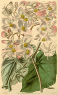 Vintage Victorian Retro Biological Flowers 434020 A4 Photo Print