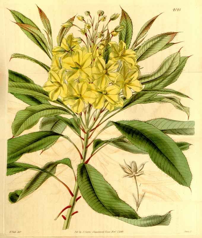 Vintage Victorian Retro Biological Flowers 434030 A4 Photo Print