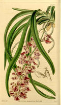 Vintage Victorian Retro Biological Flowers 434033 A4 Photo Print