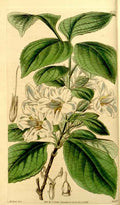 Vintage Victorian Retro Biological Flowers 434045 A4 Photo Print