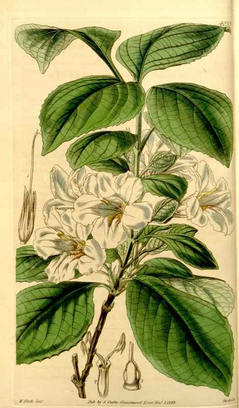 Vintage Victorian Retro Biological Flowers 434045 A4 Photo Print