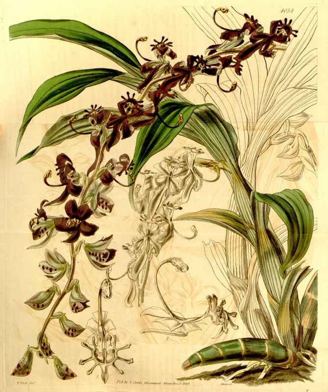 Vintage Victorian Retro Biological Flowers 434048 A4 Photo Print
