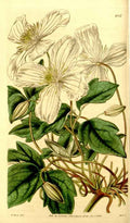 Vintage Victorian Retro Biological Flowers 434069 A4 Photo Print