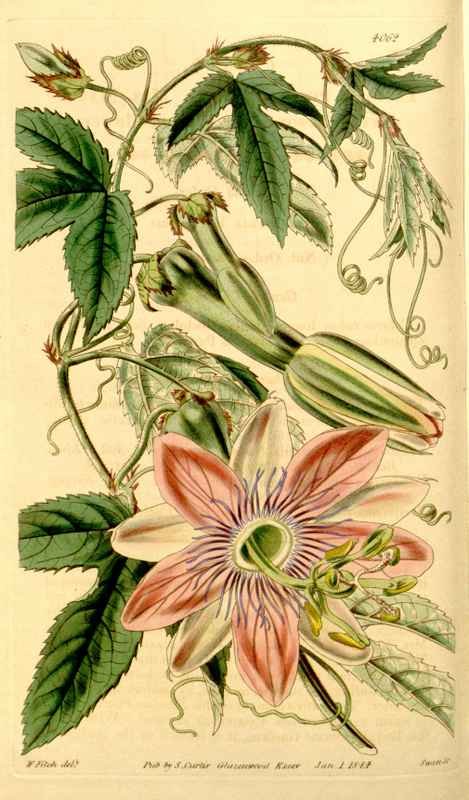 Vintage Victorian Retro Biological Flowers 434072 A4 Photo Print