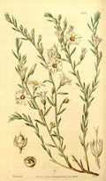 Vintage Victorian Retro Biological Flowers 434081 A4 Photo Print