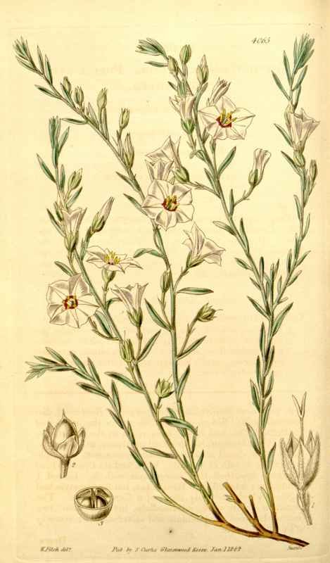 Vintage Victorian Retro Biological Flowers 434081 A4 Photo Print