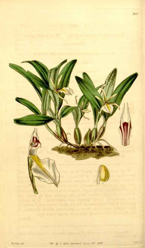 Vintage Victorian Retro Biological Flowers 434087 A4 Photo Print