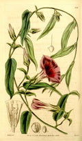 Vintage Victorian Retro Biological Flowers 434090 A4 Photo Print