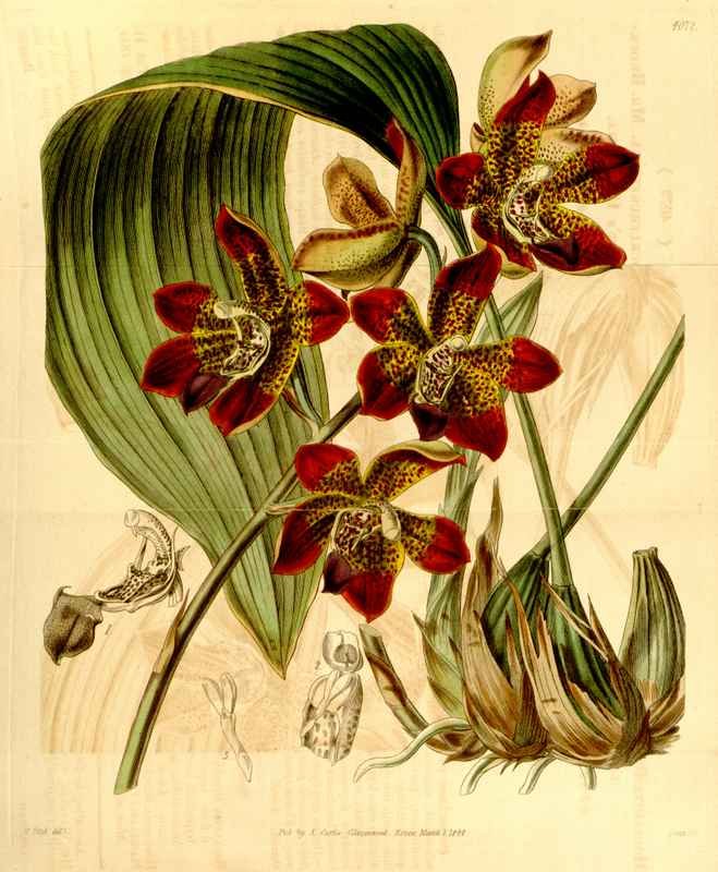 Vintage Victorian Retro Biological Flowers 434103 A4 Photo Print