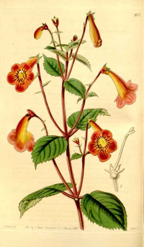 Vintage Victorian Retro Biological Flowers 434119 A4 Photo Print