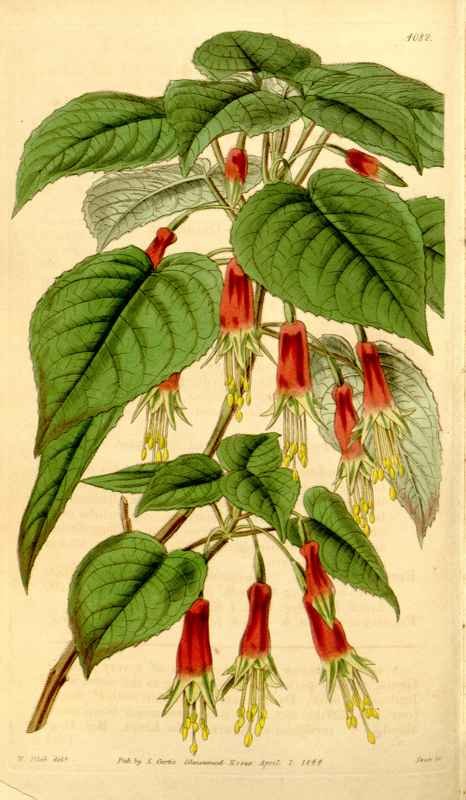 Vintage Victorian Retro Biological Flowers 434134 A4 Photo Print