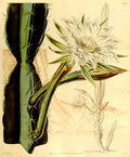 Vintage Victorian Retro Biological Flowers 434140 A4 Photo Print