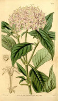 Vintage Victorian Retro Biological Flowers 434146 A4 Photo Print