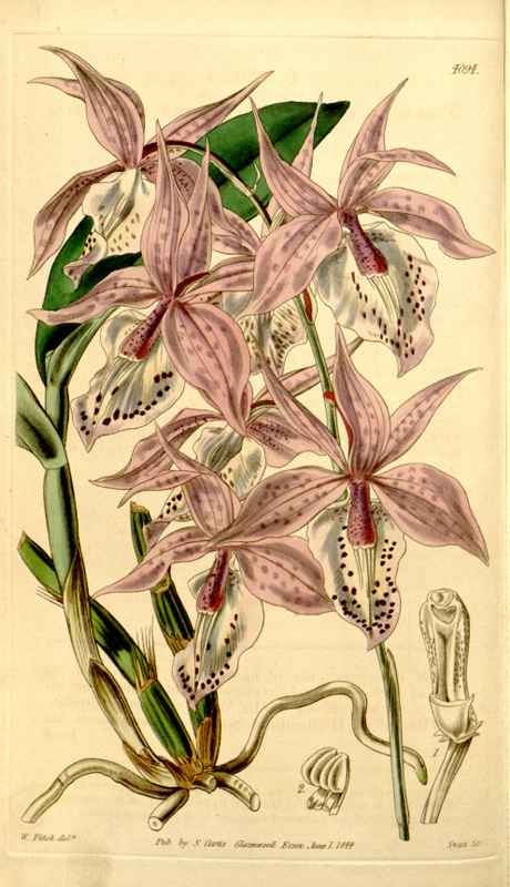 Vintage Victorian Retro Biological Flowers 434170 A4 Photo Print