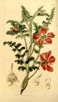 Vintage Victorian Retro Biological Flowers 434173 A4 Photo Print