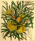 Vintage Victorian Retro Biological Flowers 434194 A4 Photo Print