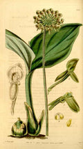 Vintage Victorian Retro Biological Flowers 434197 A4 Photo Print