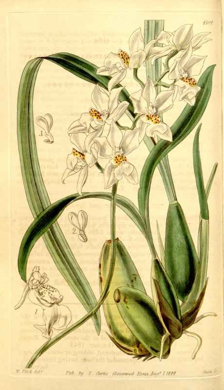 Vintage Victorian Retro Biological Flowers 434200 A4 Photo Print