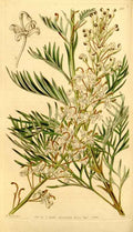 Vintage Victorian Retro Biological Flowers 434218 A4 Photo Print