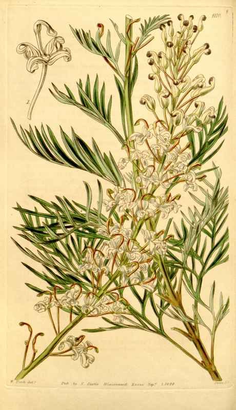 Vintage Victorian Retro Biological Flowers 434218 A4 Photo Print