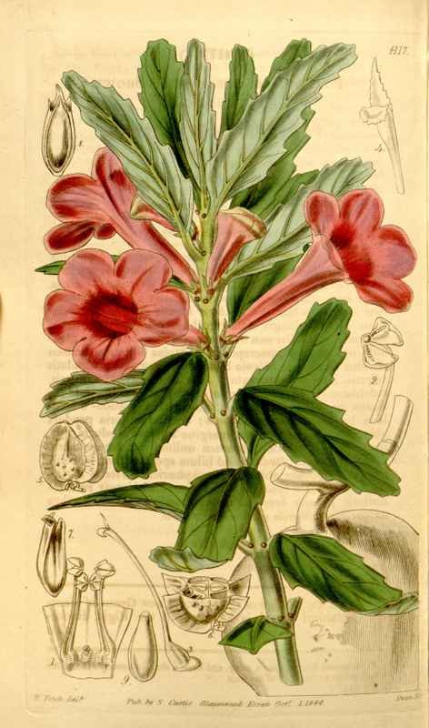 Vintage Victorian Retro Biological Flowers 434239 A4 Photo Print