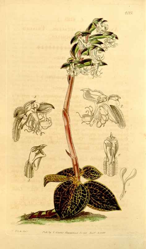 Vintage Victorian Retro Biological Flowers 434257 A4 Photo Print