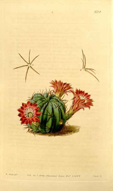 Vintage Victorian Retro Biological Flowers 434260 A4 Photo Print