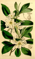 Vintage Victorian Retro Biological Flowers 434275 A4 Photo Print