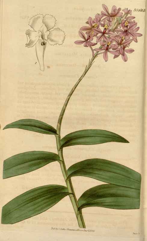 Vintage Victorian Retro Biological Flowers 464317 A4 Photo Print