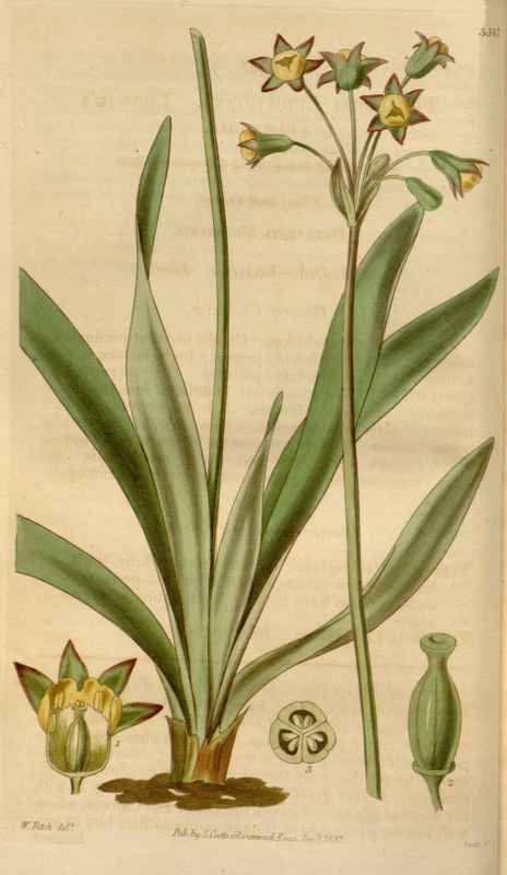 Vintage Victorian Retro Biological Flowers 464329 A4 Photo Print