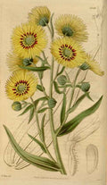 Vintage Victorian Retro Biological Flowers 464332 A4 Photo Print