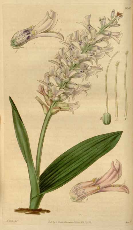 Vintage Victorian Retro Biological Flowers 464343 A4 Photo Print