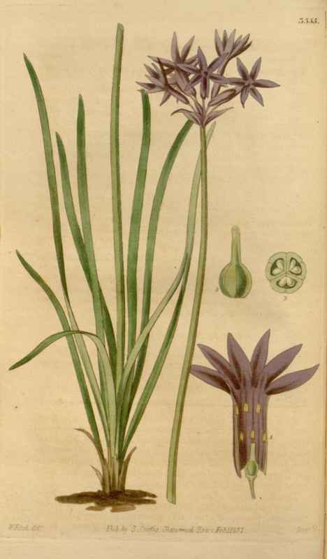 Vintage Victorian Retro Biological Flowers 464352 A4 Photo Print