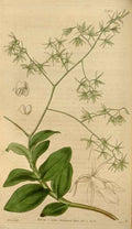 Vintage Victorian Retro Biological Flowers 464382 A4 Photo Print