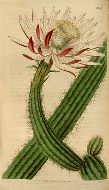 Vintage Victorian Retro Biological Flowers 464385 A4 Photo Print