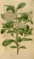 Vintage Victorian Retro Biological Flowers 464427 A4 Photo Print